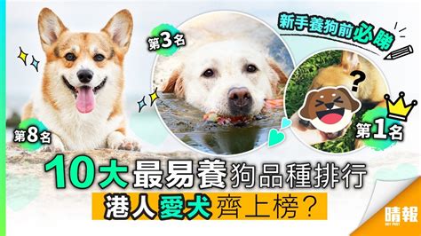 香港養寵物人數2023 養狗 養貓